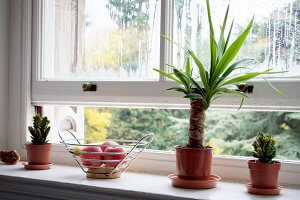 Plants and fruits on the sill of an open window that is dripping with condensation.