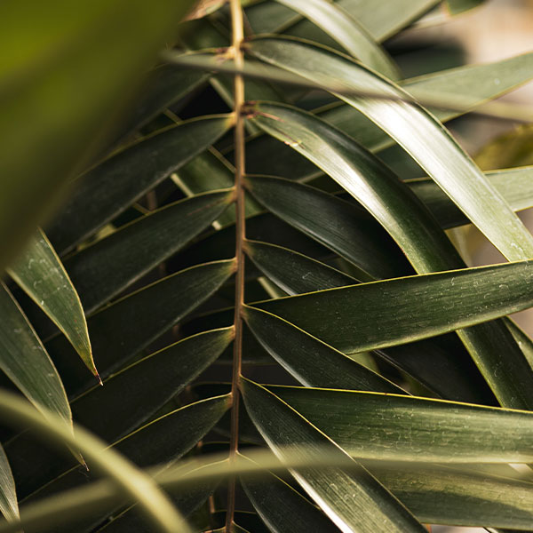 Detail of a dark green palm leaf.